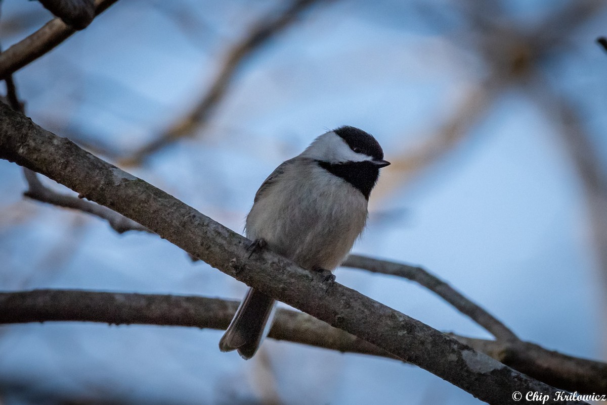 Carolina Chickadee - ML202186601