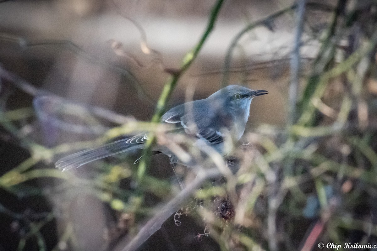 Northern Mockingbird - Chip Krilowicz