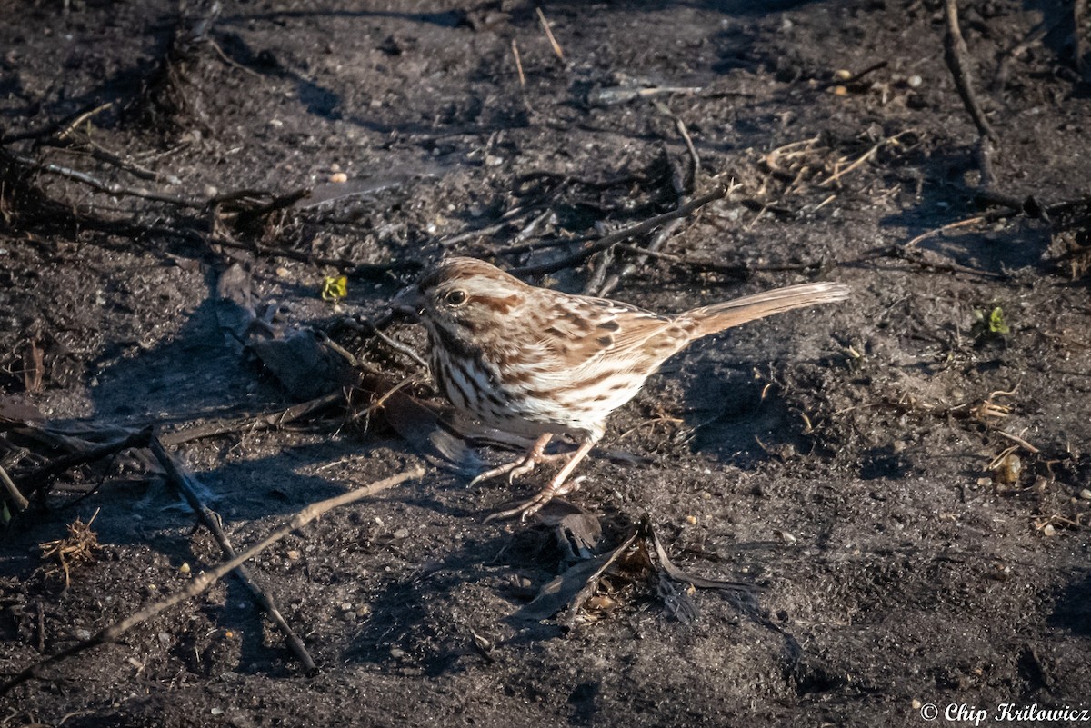 Song Sparrow - Chip Krilowicz