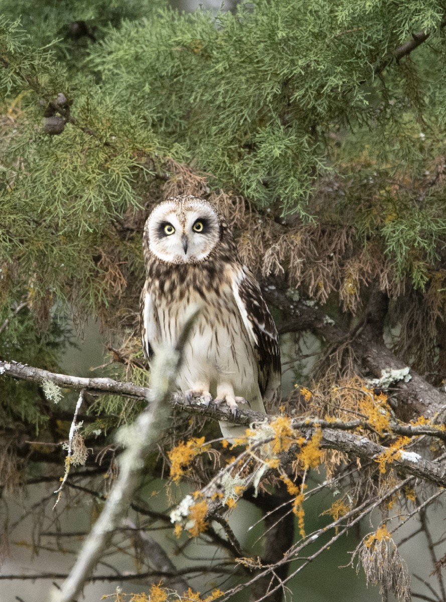 Short-eared Owl - Dale Wilde