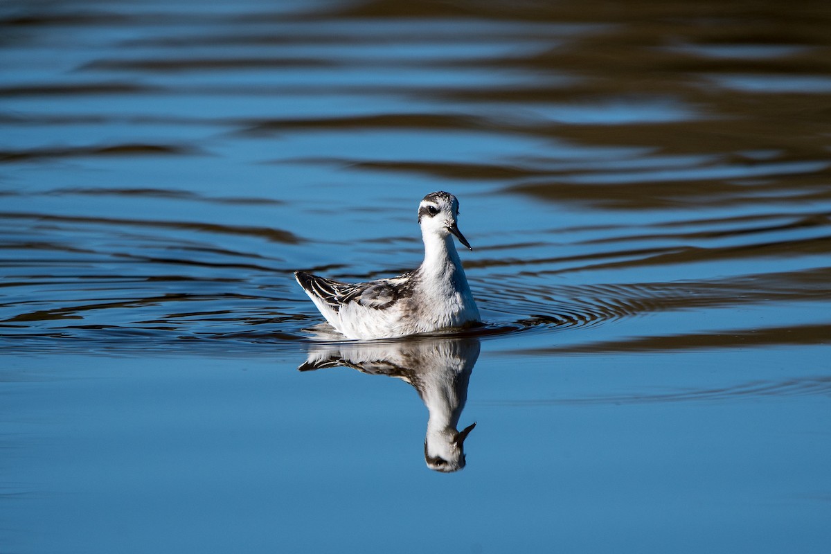 Red-necked Phalarope - ML202186921
