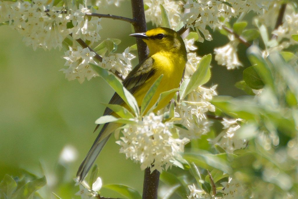 Blue-winged x Prairie Warbler (hybrid) - Zach DeBruine