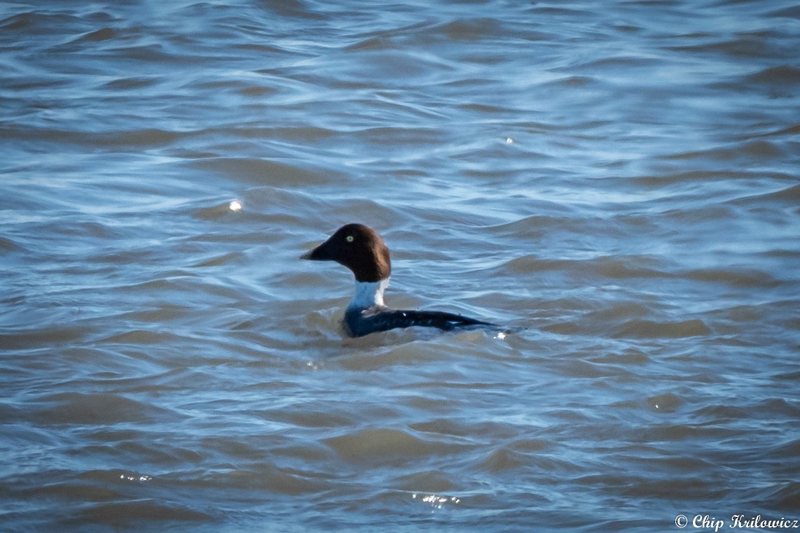 Common Goldeneye - ML202188411