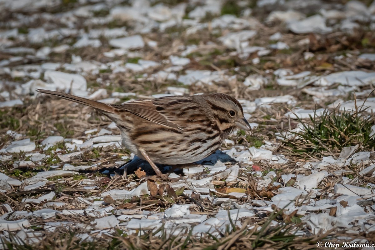 Song Sparrow - ML202188471