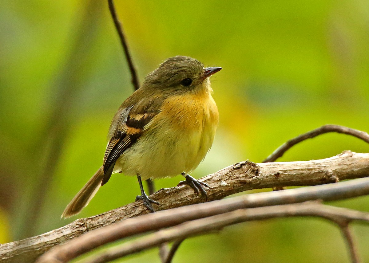 Handsome Flycatcher - ML20218881