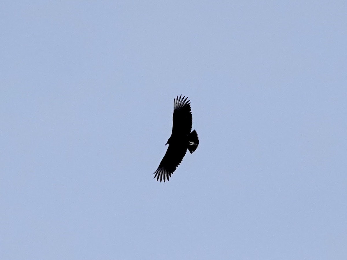 Black Vulture - ML202190051