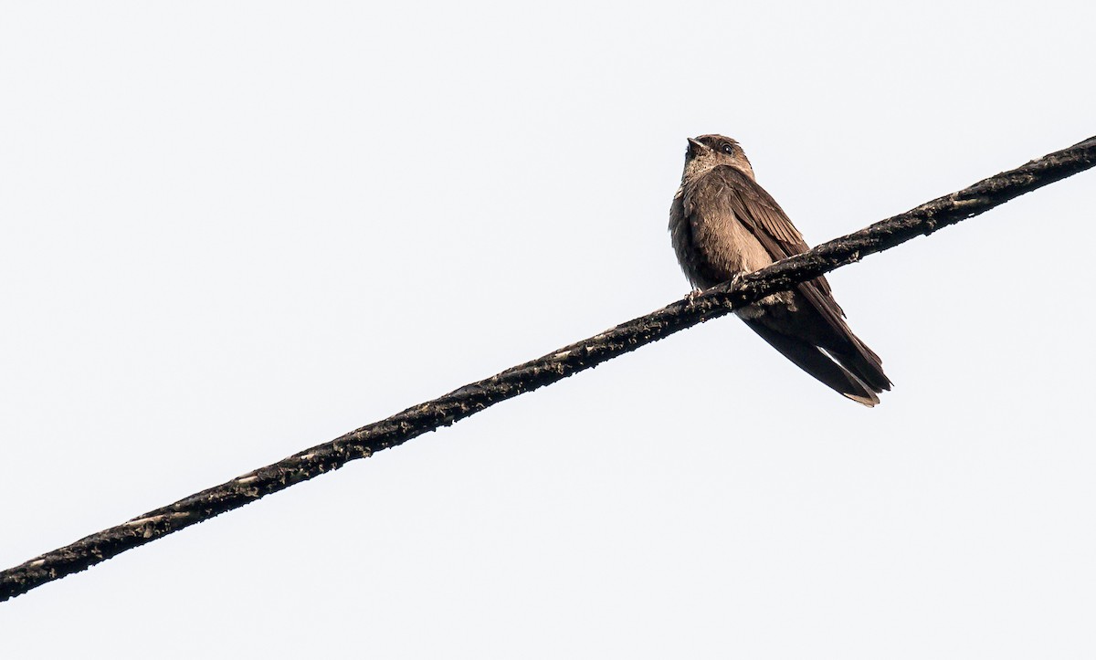White-thighed Swallow - David Monroy Rengifo