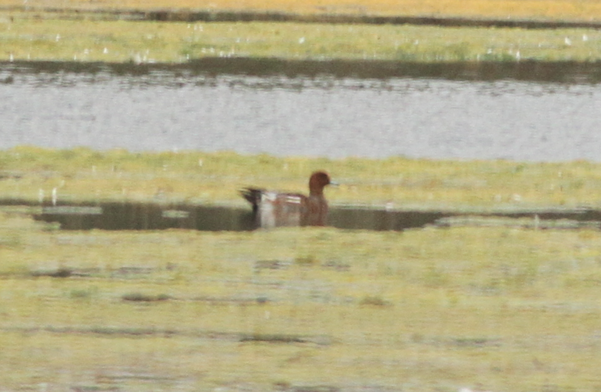 Eurasian Wigeon - ML20219261