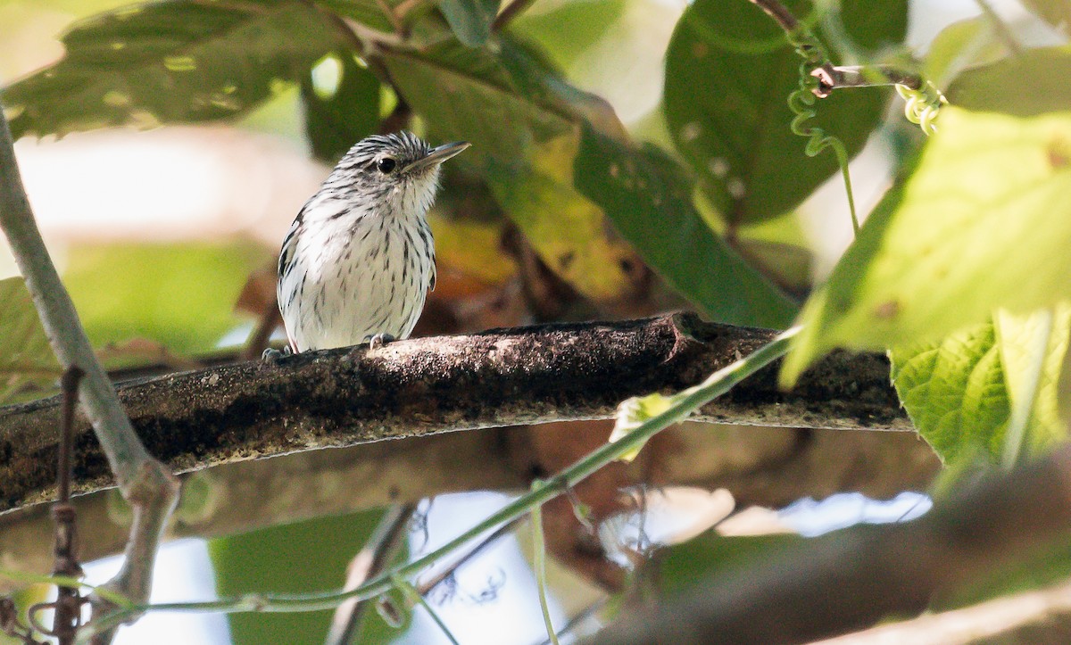 Pacific Antwren - David Monroy Rengifo
