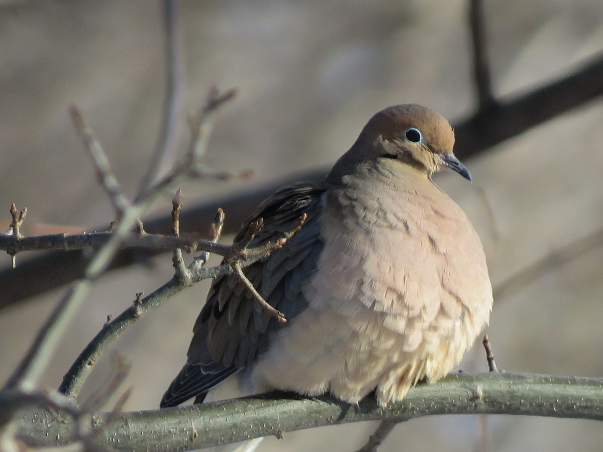 Mourning Dove - ML202192801