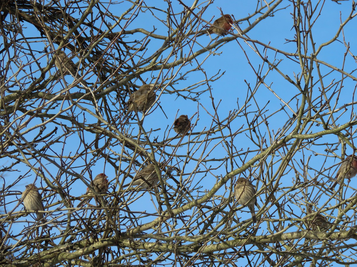 House Finch - ML202193151