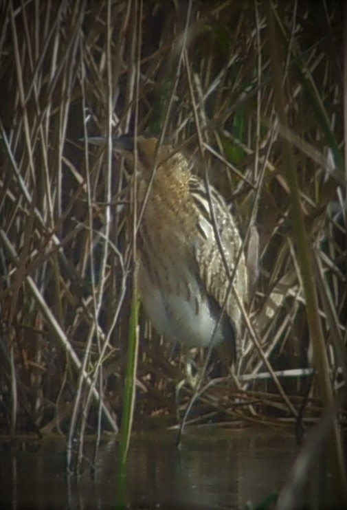 Great Bittern - ML202193581