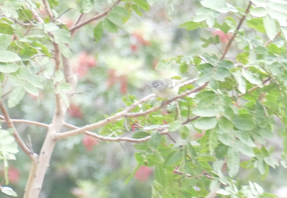 Cassin's Vireo - ML202193631