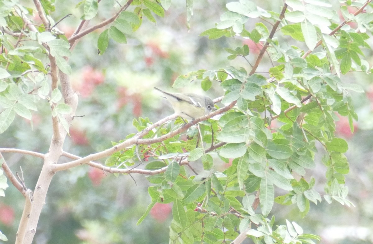 Cassin's Vireo - ML202193651