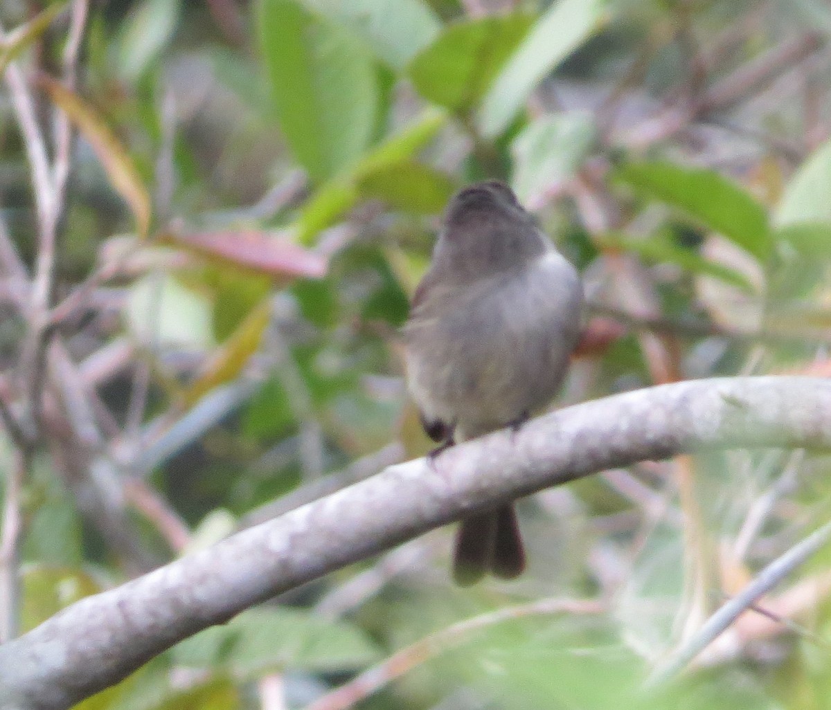 Hispaniolan Pewee - ML202194891