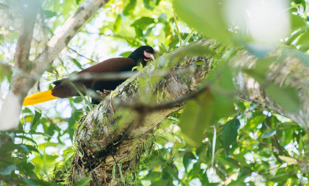 Baudo Oropendola - ML202195081