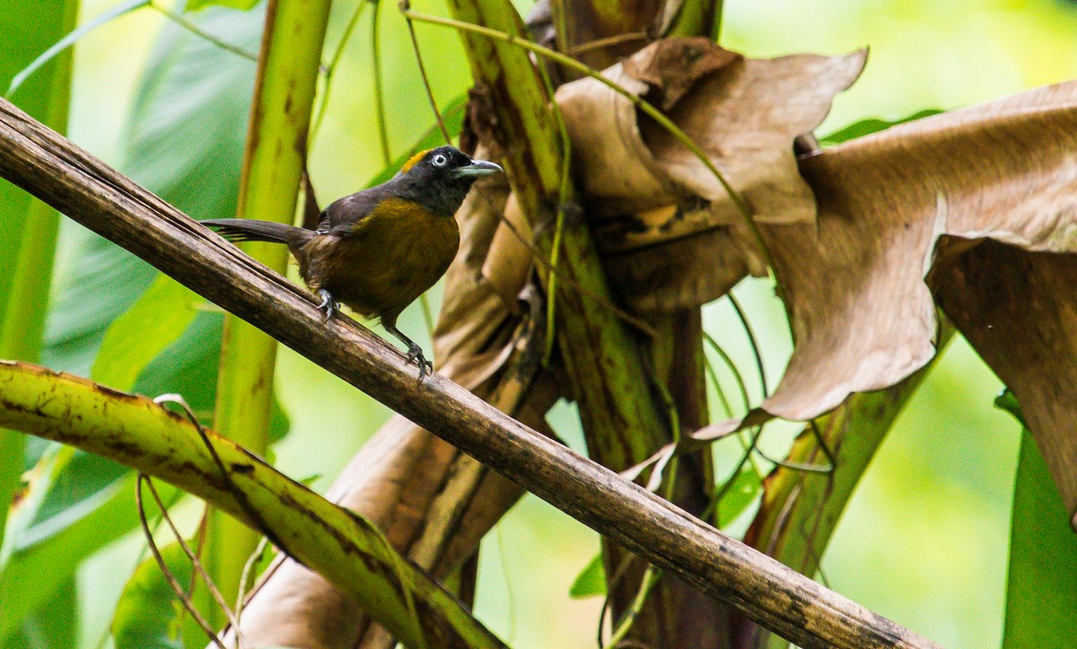 Dusky-faced Tanager - David Monroy Rengifo