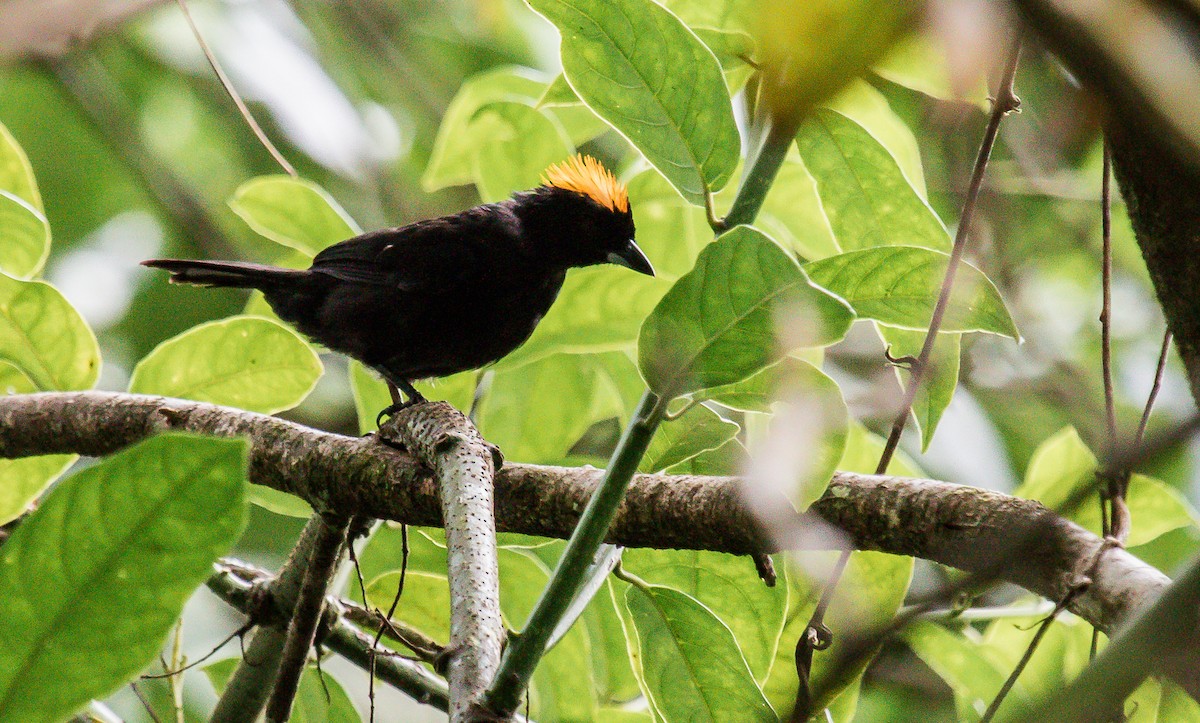 Tawny-crested Tanager - David Monroy Rengifo