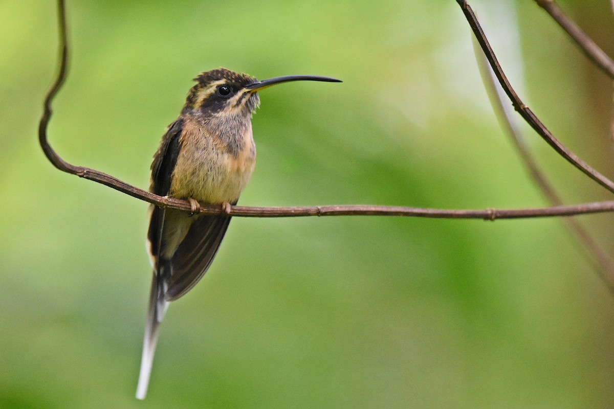 Dusky-throated Hermit - Guilherme  Willrich