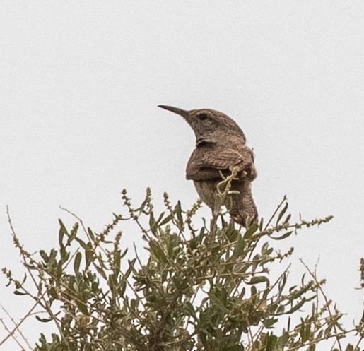 Rock Wren - ML202197911