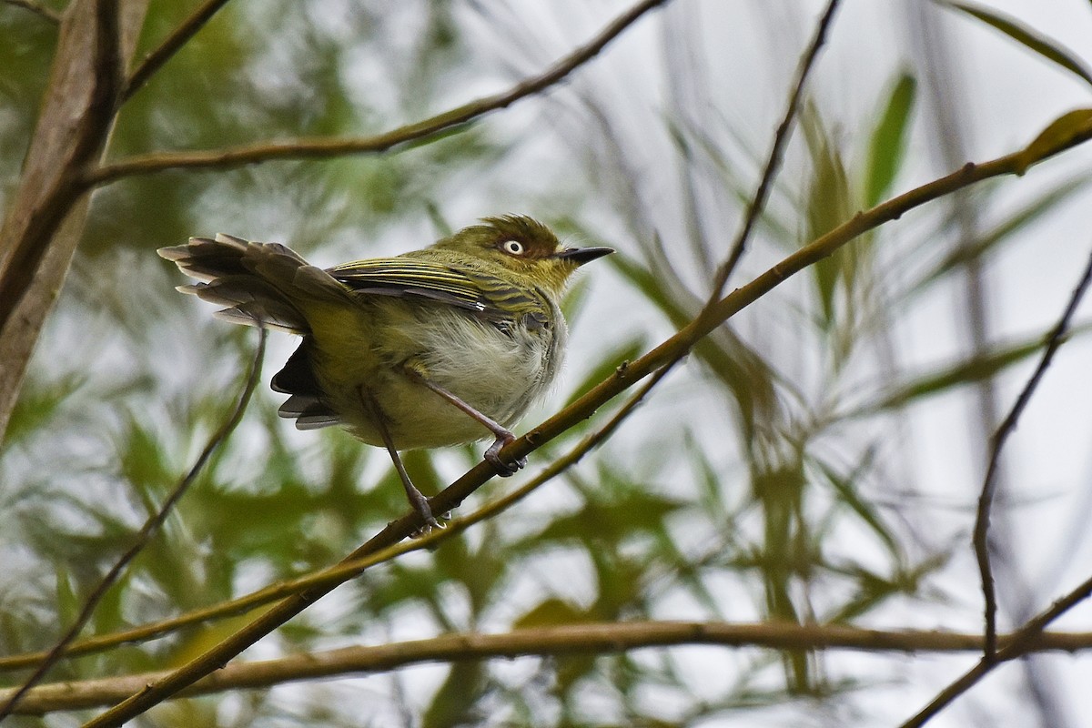 Bay-ringed Tyrannulet - Guilherme  Willrich