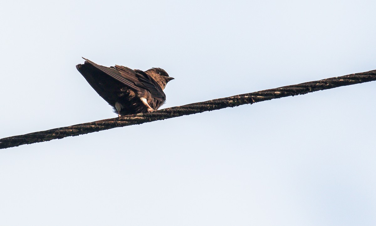 White-thighed Swallow - David Monroy Rengifo