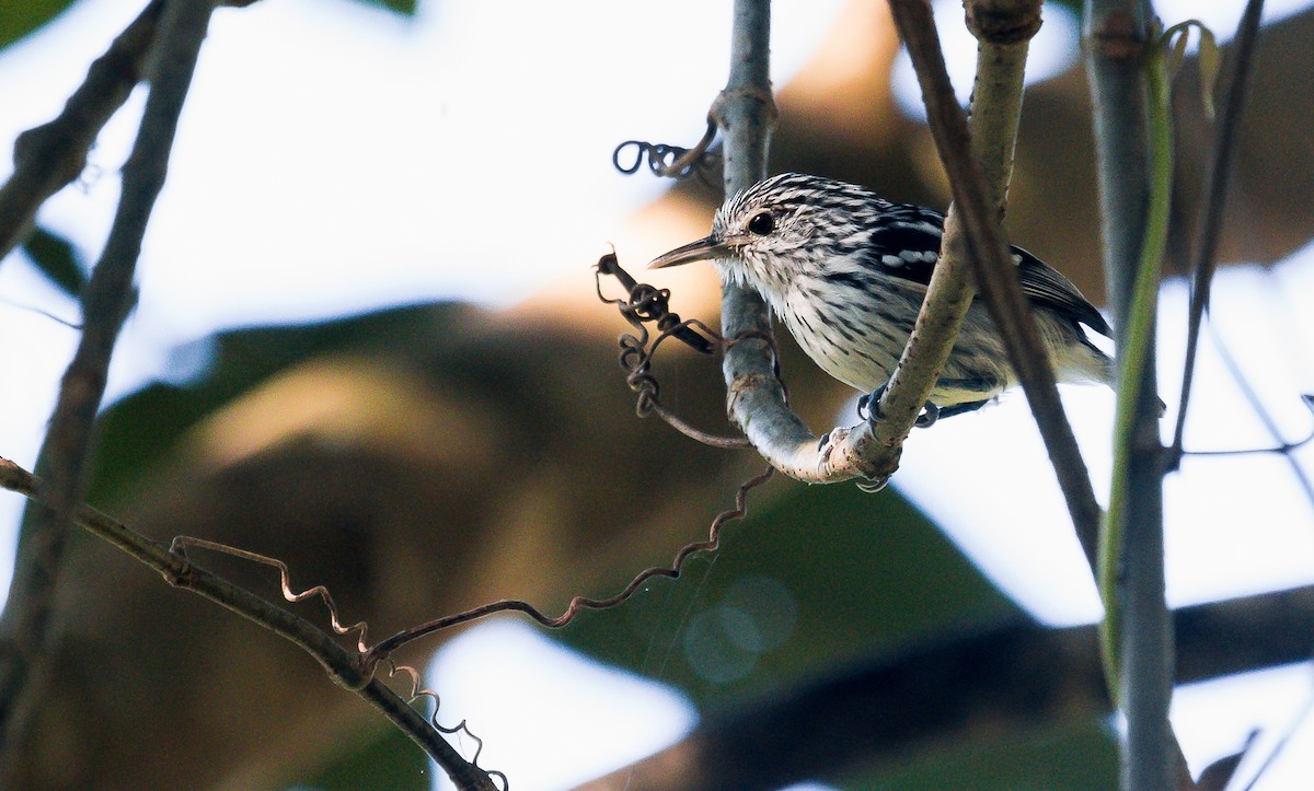 Pacific Antwren - David Monroy Rengifo