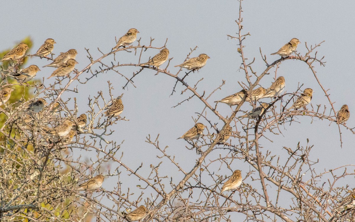 White-winged Widowbird - Robert Bochenek