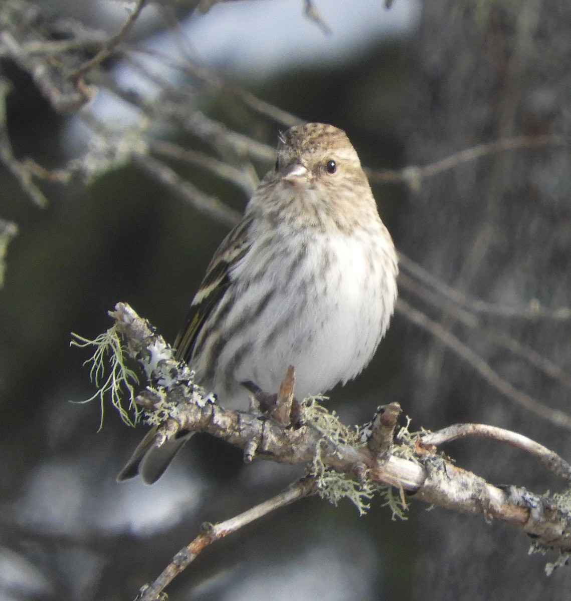 Pine Siskin - Gregory Zbitnew