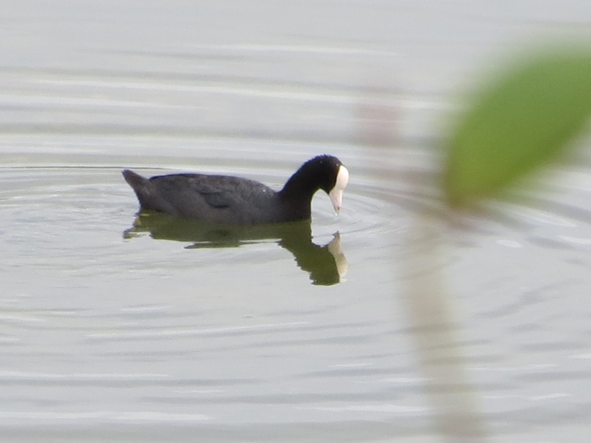 American Coot (White-shielded) - Carla Bregman