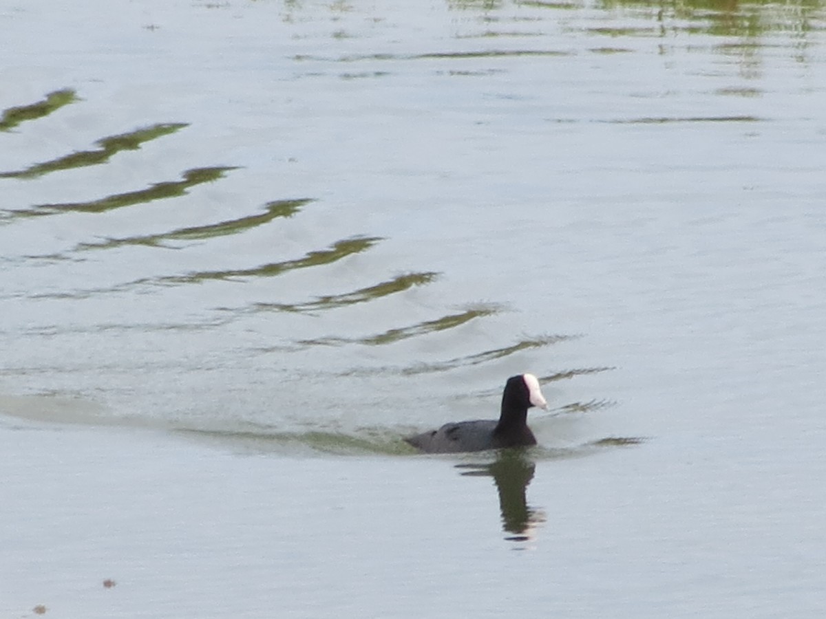 American Coot (White-shielded) - ML202202571