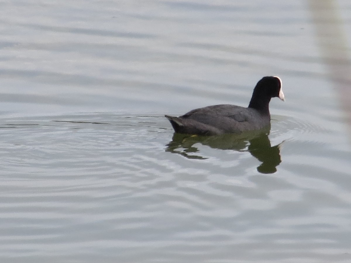 American Coot (White-shielded) - ML202202581