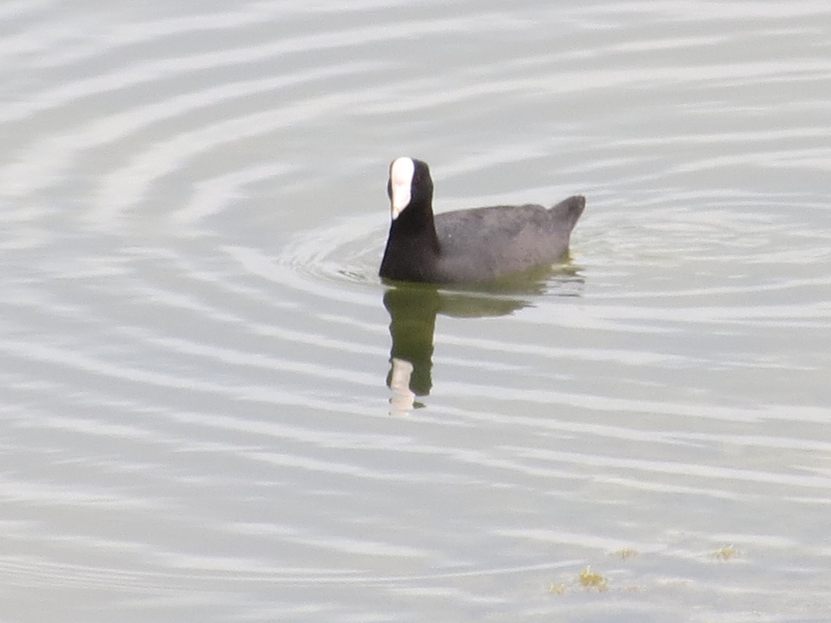 American Coot (White-shielded) - ML202202591