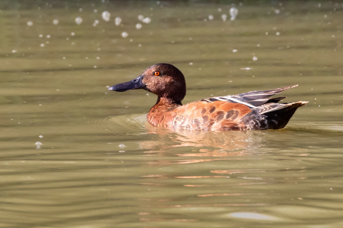 Cinnamon Teal - ML202202731