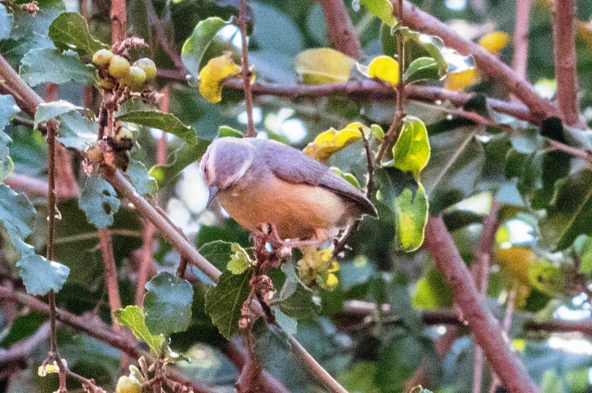 Long-billed Crombec - ML202203501