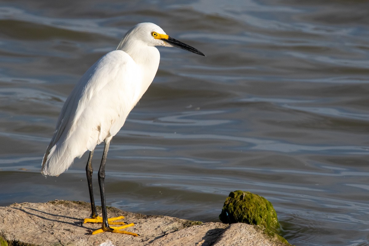 Snowy Egret - ML202203641