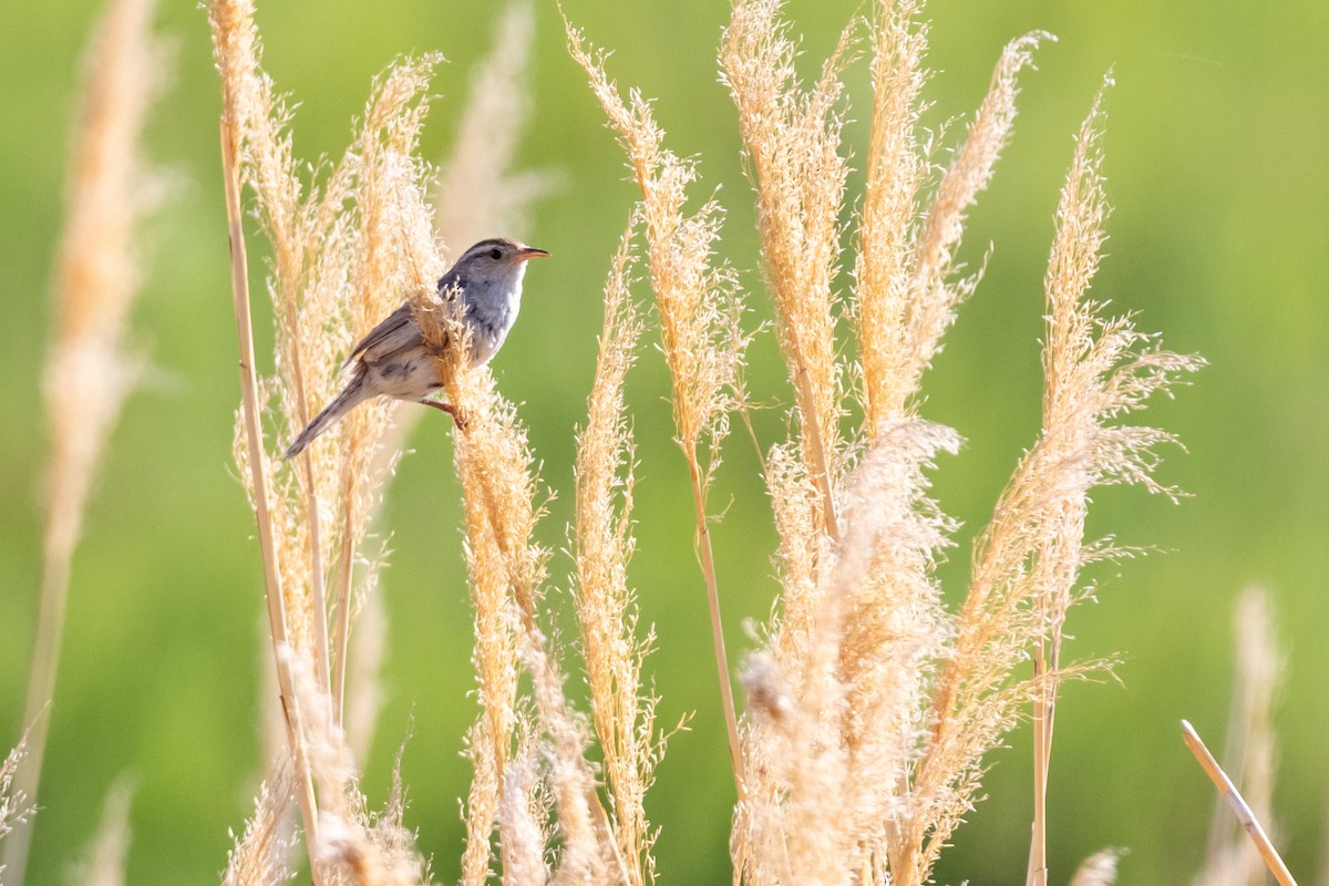 Marsh Wren - Brad Imhoff