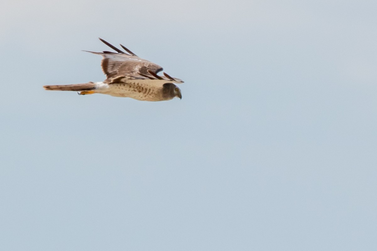 Northern Harrier - ML202203691