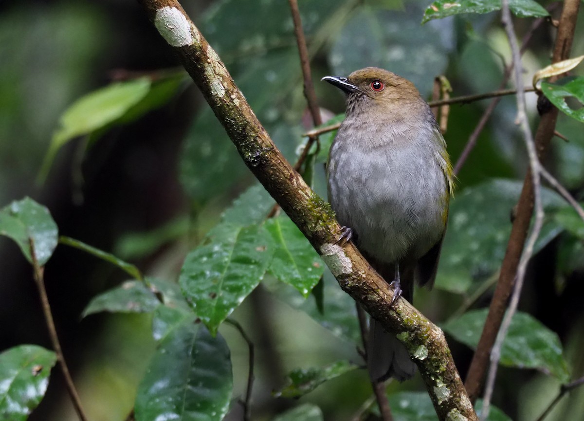 ミドリモズヒタキ（bonensis） - ML202203711