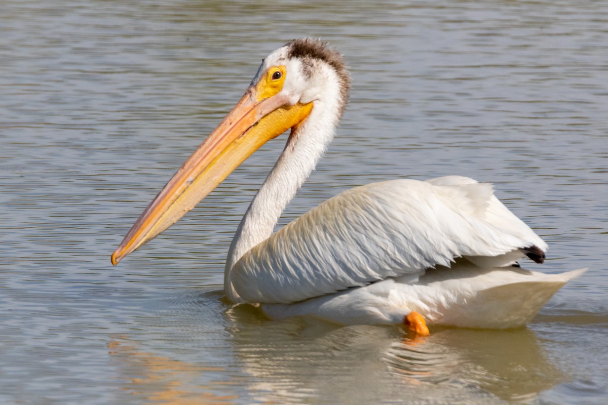 American White Pelican - ML202203731