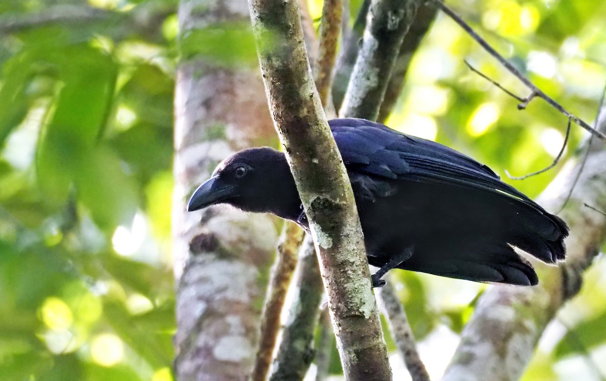 Banggai Crow - Andrew Spencer