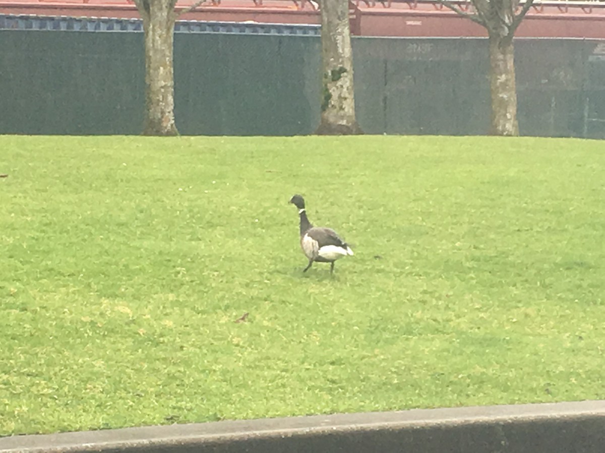 Хар толгойт галуу - ML202204411