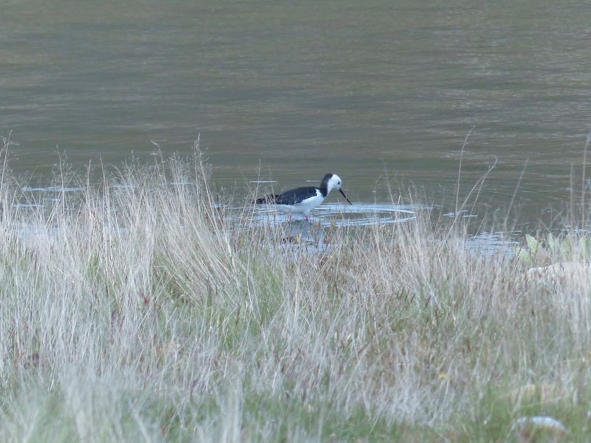 Pied Stilt - ML202204551