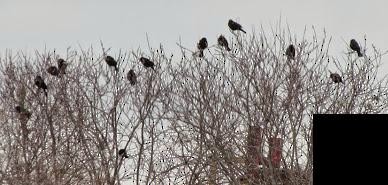 Red-winged Blackbird - Fran Kerbs