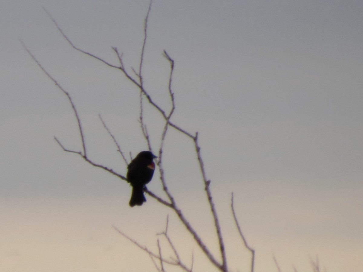 Red-winged Blackbird - Fran Kerbs