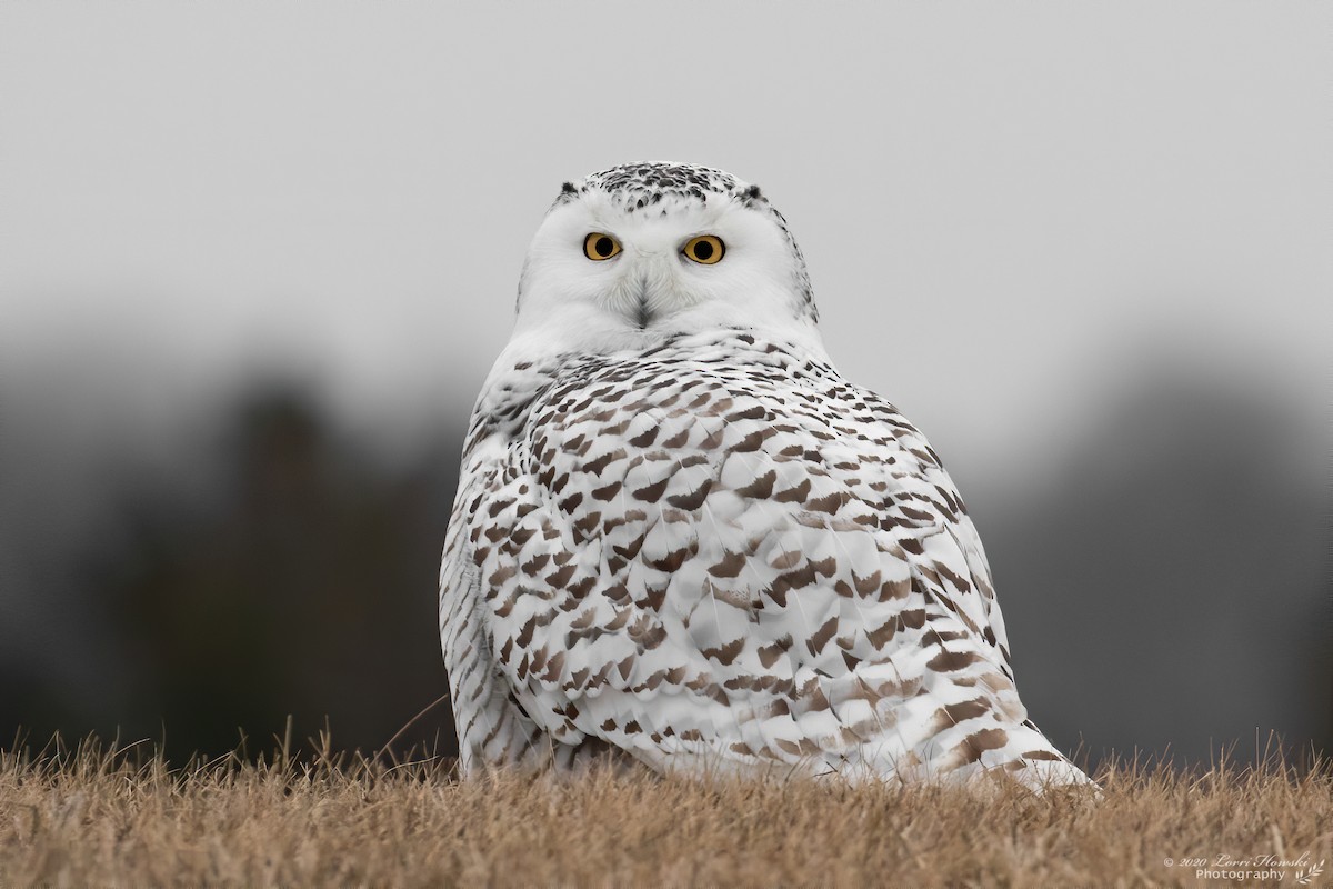 Snowy Owl - Lorri Howski 🦋