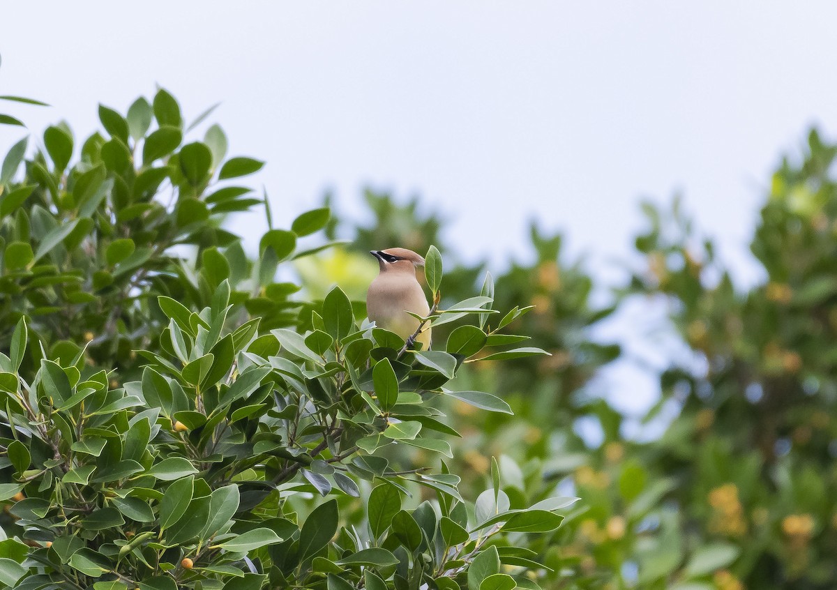 Cedar Waxwing - ML202205481