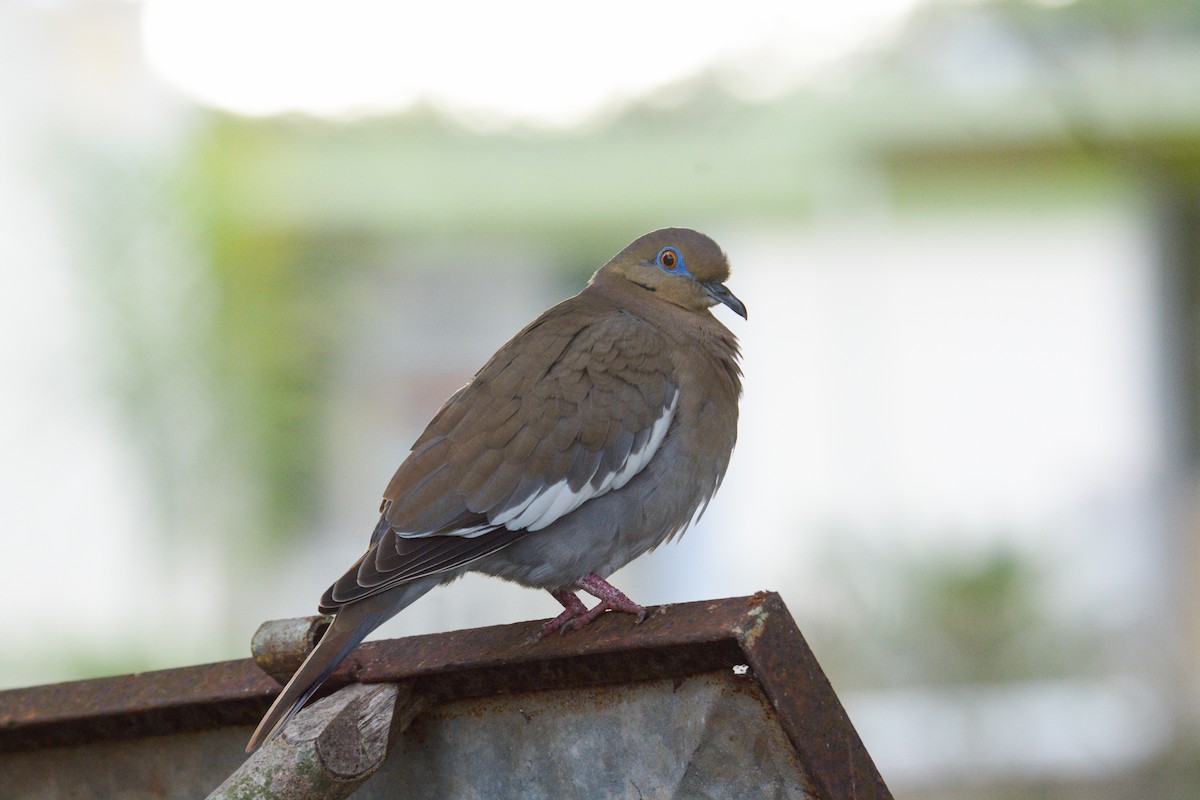 White-winged Dove - ML202205531