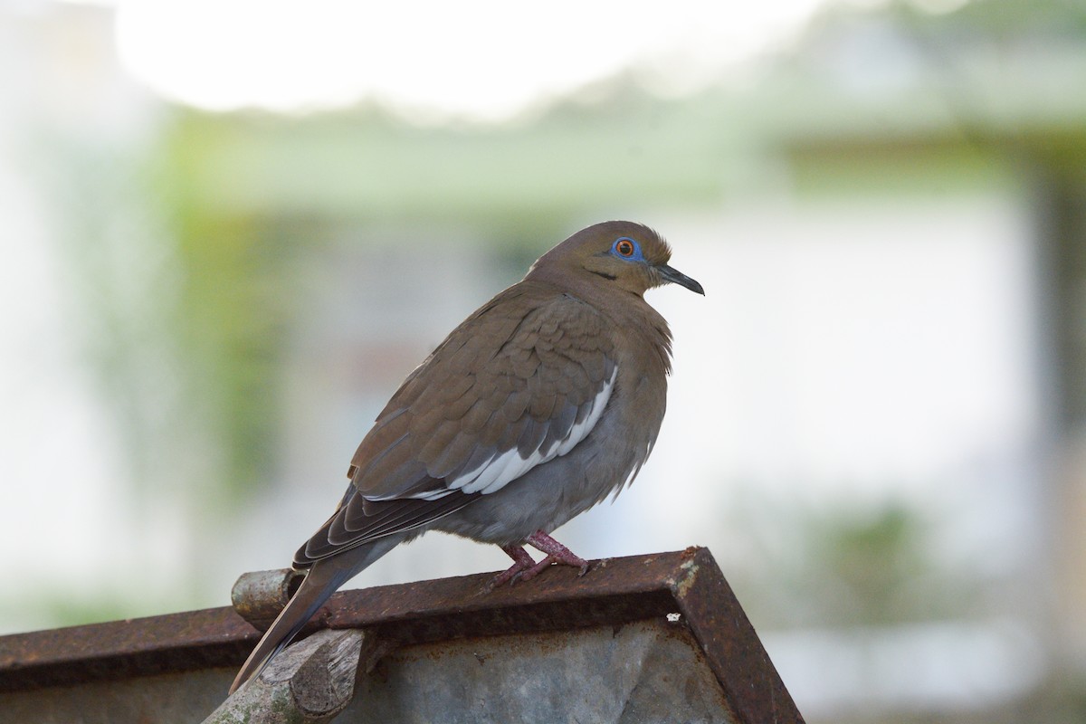 White-winged Dove - ML202205541