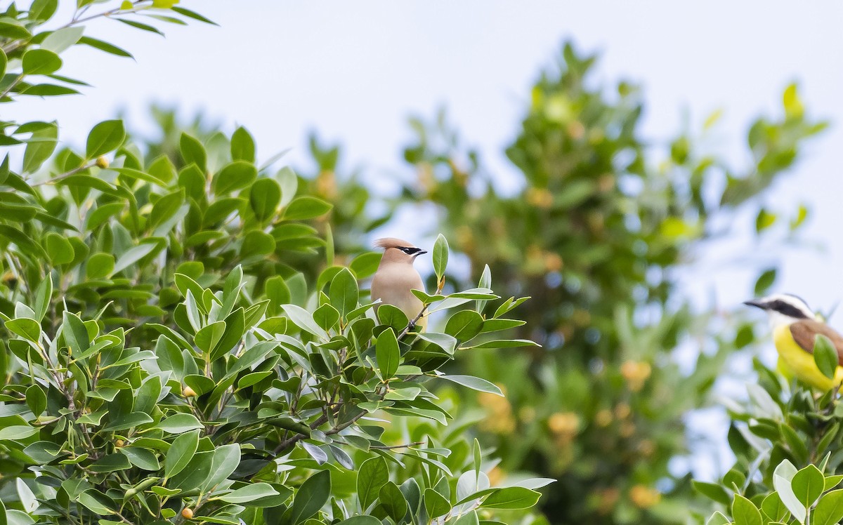 Cedar Waxwing - ML202205561